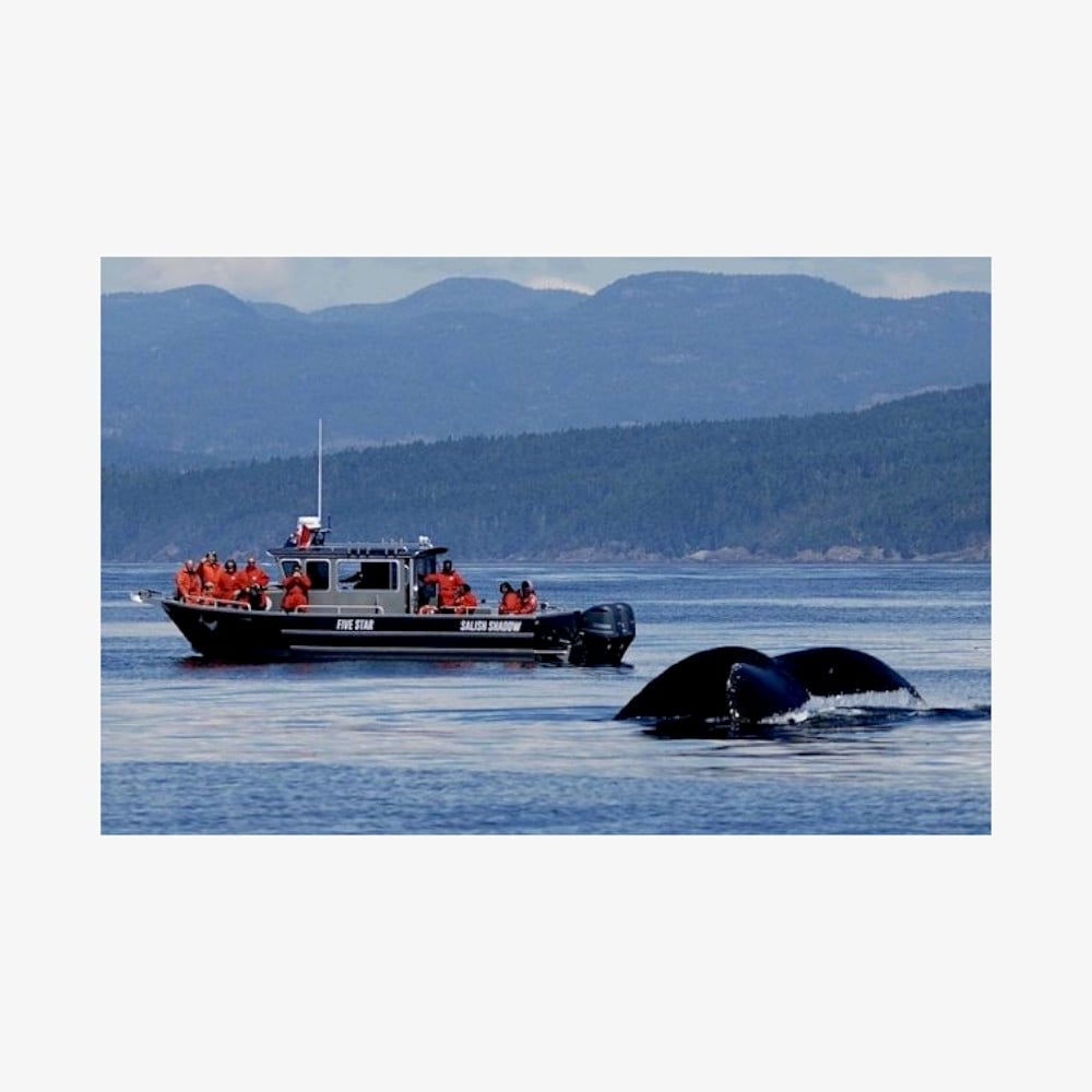 Wildlife-Whale-Watching-Mendenhall-Glacier-Photoroom-1